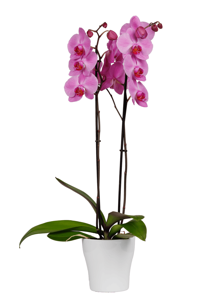 0fb077722c15bbc65f47763b42a98ee8